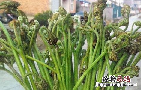 野菜种植注意事项和要求 野菜种植注意事项