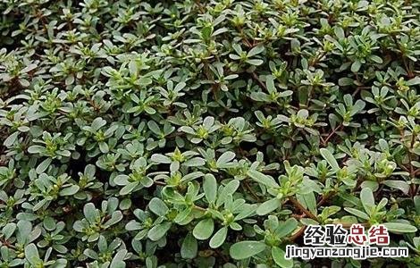 野菜种植注意事项和要求 野菜种植注意事项
