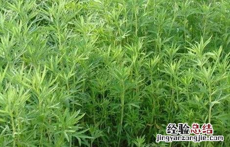 野菜种植注意事项和要求 野菜种植注意事项