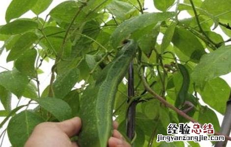 刀豆的高産种植技术有哪些 刀豆的高産种植技术