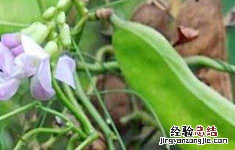 刀豆的高産种植技术有哪些 刀豆的高産种植技术