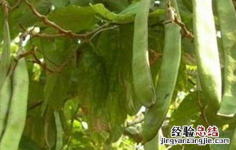 刀豆的高産种植技术有哪些 刀豆的高産种植技术