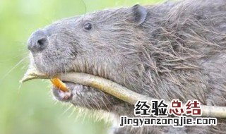 那些狐狸是保护动物 河狸是保护动物吗
