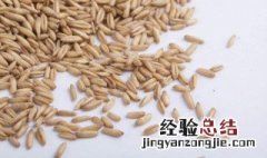 小麦粒钓鱼适用于什么季节? 麦粒适合什么季节钓鱼