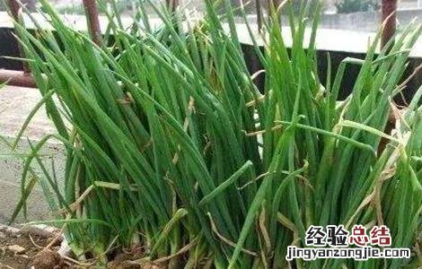香葱连作障碍原因及防治方法 香葱的病情及药物治疗