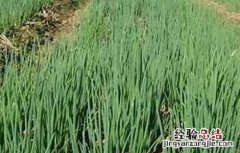 香葱连作障碍原因及防治方法 香葱的病情及药物治疗