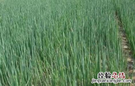 香葱连作障碍原因及防治方法 香葱的病情及药物治疗