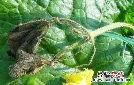 黄瓜萎焉原因及防治方法 黄瓜枯黄萎病怎样治