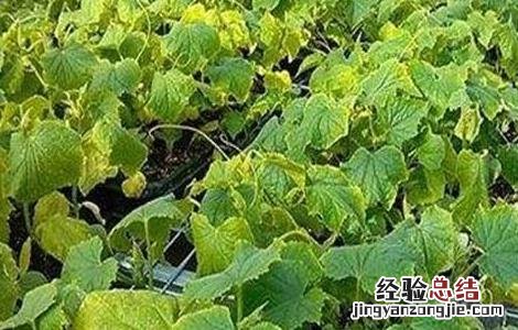 黄瓜萎焉原因及防治方法 黄瓜枯黄萎病怎样治