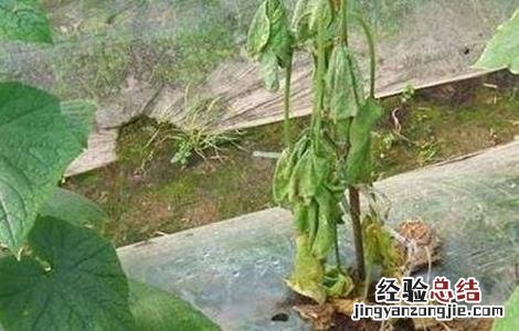 黄瓜萎焉原因及防治方法 黄瓜枯黄萎病怎样治