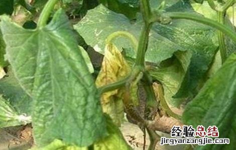 黄瓜萎焉原因及防治方法 黄瓜枯黄萎病怎样治