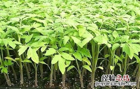 番茄育苗方式 番茄快速育苗技术