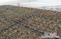 番茄育苗方式 番茄快速育苗技术