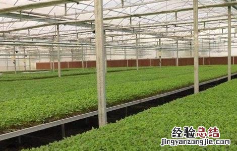 番茄育苗方式 番茄快速育苗技术