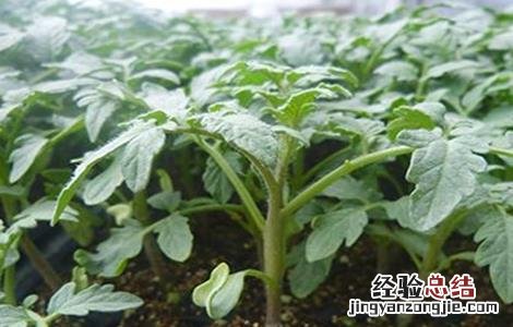 番茄育苗方式 番茄快速育苗技术