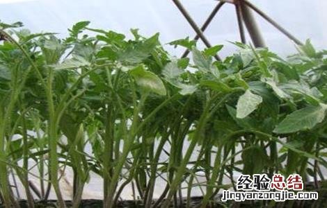 番茄育苗方式 番茄快速育苗技术