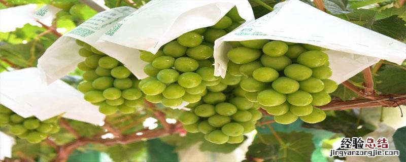 葡萄酒的酿造方法 葡萄酒的酿造方法是不是和古代的白酒是一种酿造方法