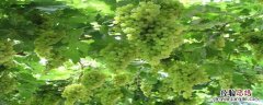 吐鲁番地区的葡萄什么时候成熟 吐鲁番的葡萄几月份熟