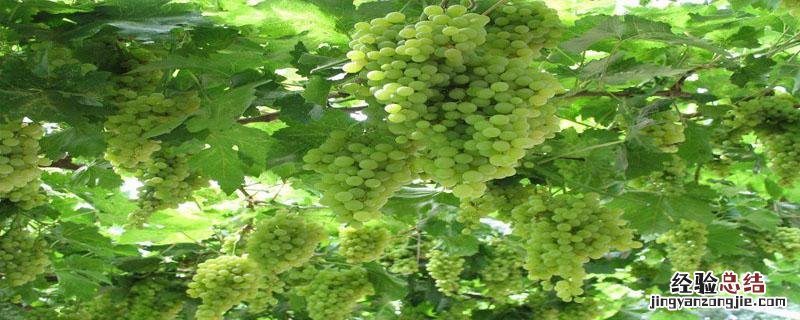 中国中原地区种植葡萄始于哪里什么时候 中国中原地区种植葡萄始于什么时候