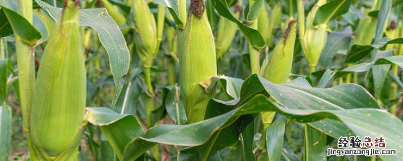 糯米玉米种植季节 三季糯玉米种植时间