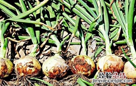 洋葱保鲜技术视频 洋葱保鲜技术