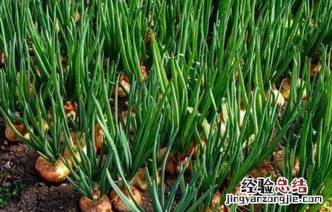 洋葱保鲜技术视频 洋葱保鲜技术