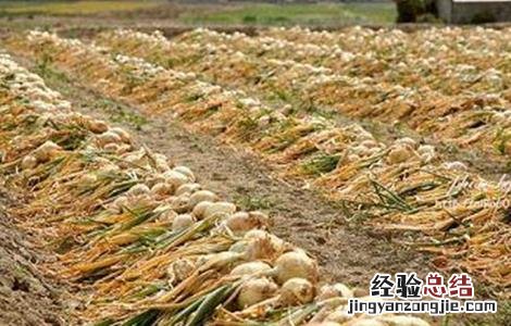 洋葱保鲜技术视频 洋葱保鲜技术
