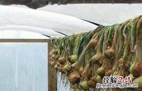 洋葱保鲜技术视频 洋葱保鲜技术