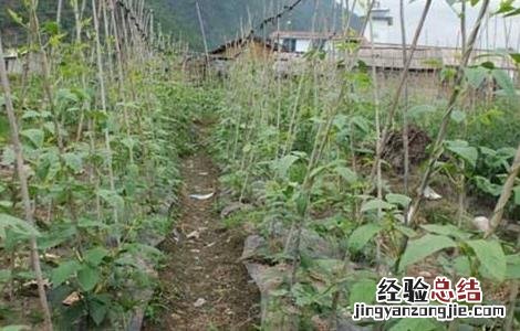 豇豆栽培技术及病虫害防治书籍 豇豆栽培技术
