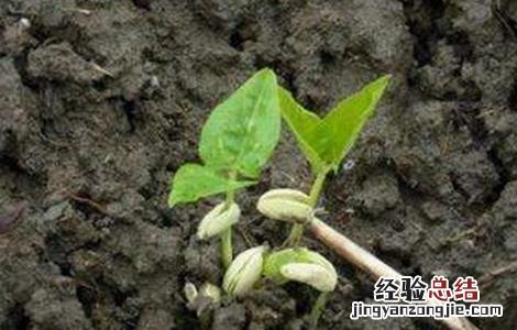 豇豆栽培技术及病虫害防治书籍 豇豆栽培技术