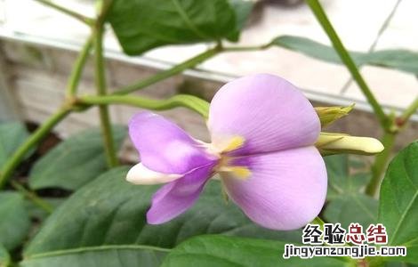 豇豆栽培技术及病虫害防治书籍 豇豆栽培技术