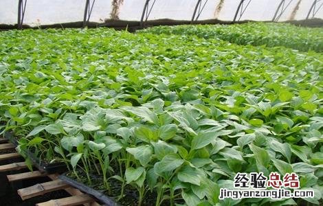 辣椒秋延后栽培技术 辣椒秋延后栽培技术有哪些