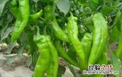 辣椒秋延后栽培技术 辣椒秋延后栽培技术有哪些