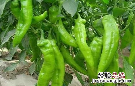 辣椒秋延后栽培技术 辣椒秋延后栽培技术有哪些