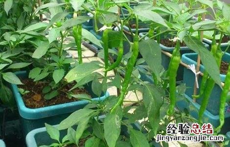 辣椒秋延后栽培技术 辣椒秋延后栽培技术有哪些