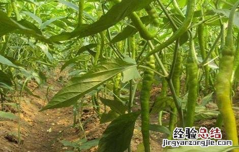 辣椒秋延后栽培技术 辣椒秋延后栽培技术有哪些