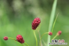 地榆槐角丸 地榆