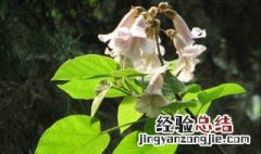 泡桐是什么树