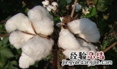棉花的主要成分是纤维素吗 棉花的成分是不是纤维素
