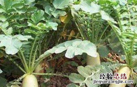 秋萝卜种植技术 秋萝卜种植技术及管理