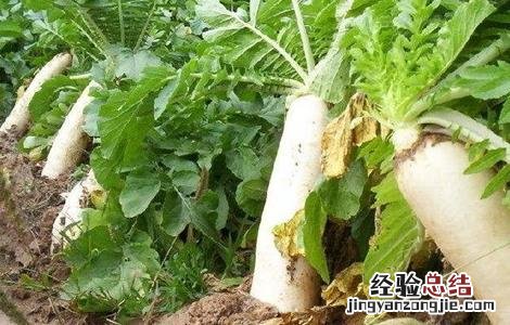 秋萝卜种植技术 秋萝卜种植技术及管理