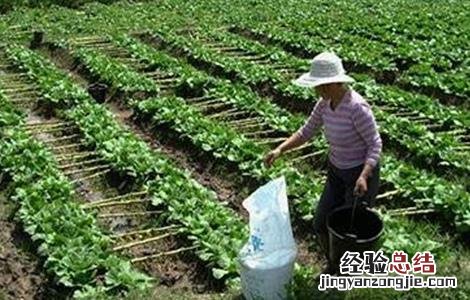 夏季蔬菜施肥时间和方法 冬季蔬菜施肥时间