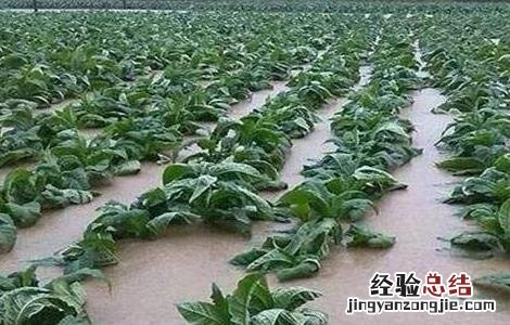 夏季蔬菜施肥时间和方法 冬季蔬菜施肥时间