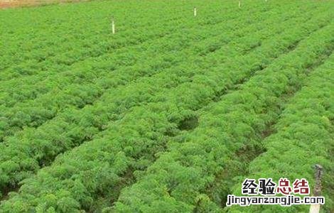 夏季蔬菜施肥时间和方法 冬季蔬菜施肥时间