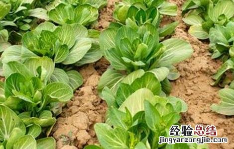 夏季蔬菜施肥时间和方法 冬季蔬菜施肥时间