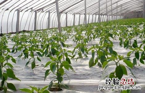 夏季蔬菜施肥时间和方法 冬季蔬菜施肥时间
