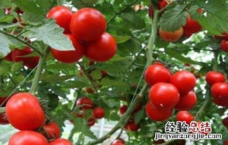 大棚番茄施肥方法图解 大棚番茄施肥方法