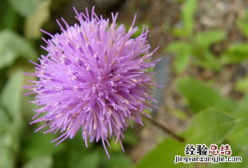 大蓟和小蓟的区别 大蓟