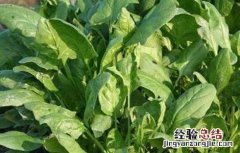 菠菜怎样种才高产 菠菜怎样种才高产呢
