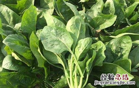 菠菜怎样种才高产 菠菜怎样种才高产呢